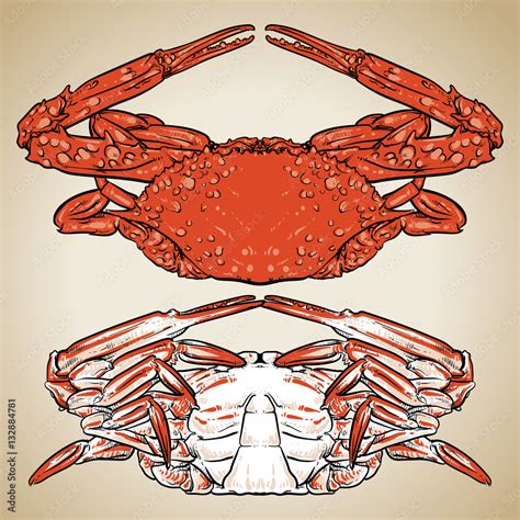 Hand drawn seafood illustration. Crab claw. Crab drawing on vint Stock ...