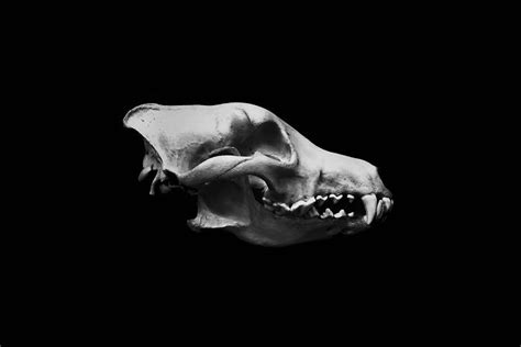 I Photographed Animal Skulls 8 Pics Bored Panda