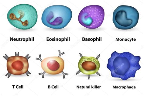 White blood cells overview Stock Photo by ©exty 53259249