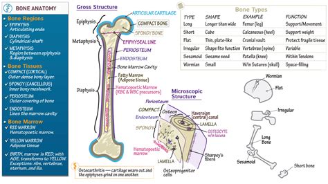 Structure Of Bone Diagram