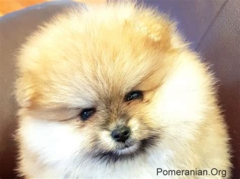 Understanding Pomeranian Growth Stages