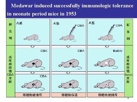 Chapter 15 Immunological Tolerance 1 1 Concept Outline