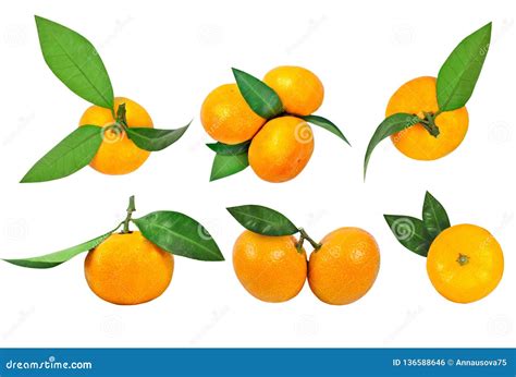 Ajuste Das Tangerinas As Folhas Da Folha E Da Tangerina Isoladas No