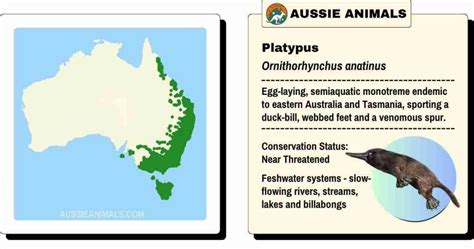 platypus ornithorhynchus anatinus australian mammalia aussie animals