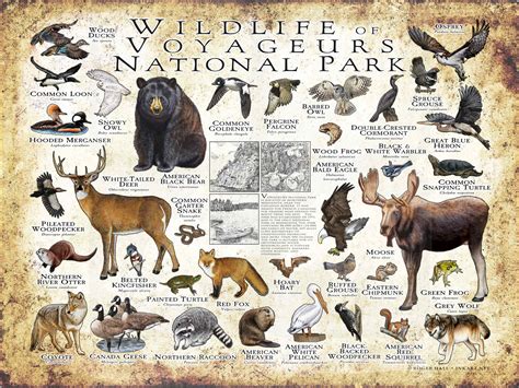Wildlife of Voyageurs National Park Poster print