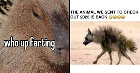 A Capybara-Heavy Dump of Animal Memes - Memebase - Funny Memes