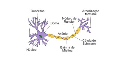 Fisiologia Do Sistema Nervoso órgãos Funções Neurônios Células Da Glia