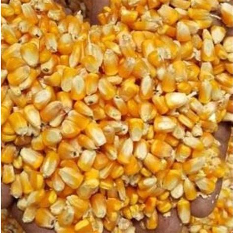 yellow dry maize  rs kg maize  gajapati id