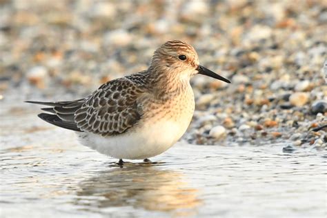 Steve Rogers Birding Juv Bairds Sandpiper At Marazion Beach