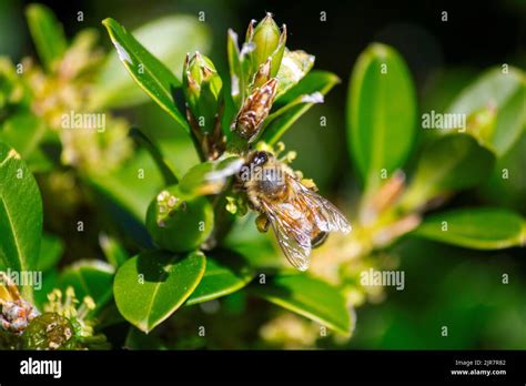 A Housefly Musca Domestica On A Flower In Sydney Nsw Australia