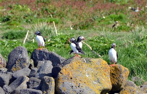 Discovering Iceland puffins with kids