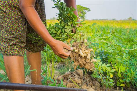 Cacahuate Cómo se cultiva esta leguminosa y más datos