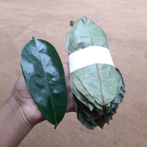 500 Dried Soursop Leaves 🌿 Ceylon Tea ☕ Annona Hojas De Guanabana Graviola Ebay