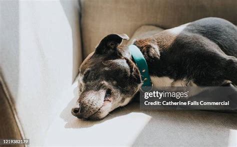 Dog Sleeping On Side Photos and Premium High Res Pictures - Getty Images