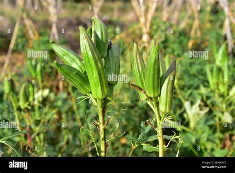 El Okra Abelmoschus Esculentus O Hibiscus Esculentus Es Una Planta