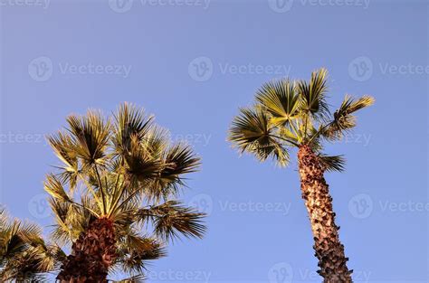 Palm trees at the beach 19913384 Stock Photo at Vecteezy