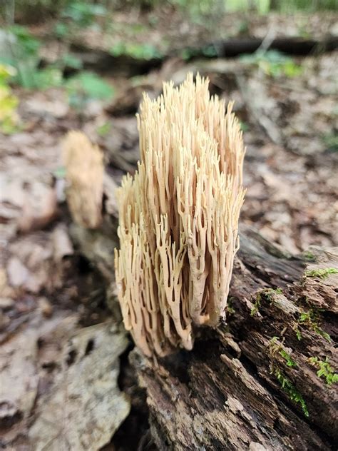 Upright Coral Fungus From Boswell PA 15531 USA On September 3 2023