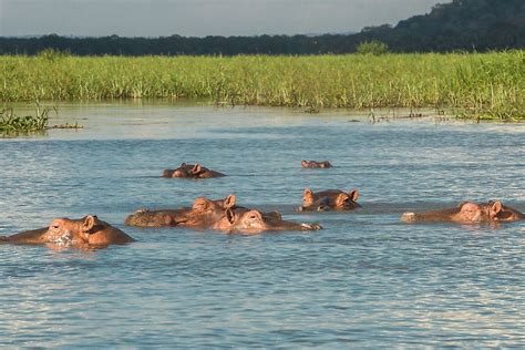 Where Do Hippos Live? - WorldAtlas