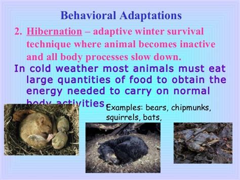 Adaptations Ppt