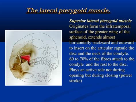 Temporomandibular Joint Development And Anatomy Ppt