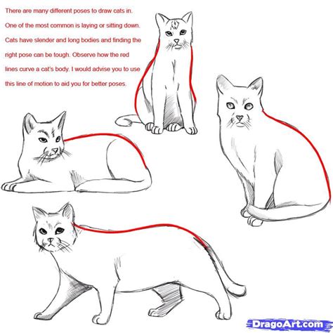 Cat Poses Drawing at GetDrawings | Free download