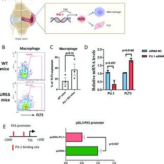 Pu Represses Flt Transcription Via Directly Binding To The Flt