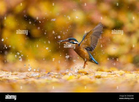 Common Kingfisher Alcedo Atthis Adult Female Emerging From Leaf