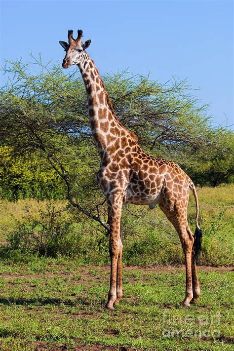 Giraffe On Savanna Safari In Serengeti Photograph By Michal Bednarek