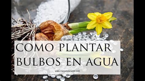 Cómo plantar Narciso y Amarilis en un jarrón Consejos para mi huerto