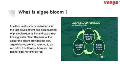 Ppt Algae Bloom Powerpoint Presentation Free Download Id10840741