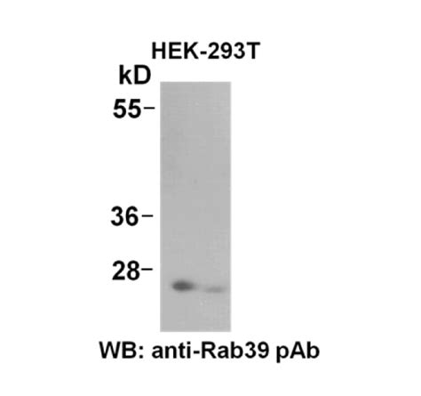 Rab39 PAb NewEast Biosciences GTPase And Oncogene