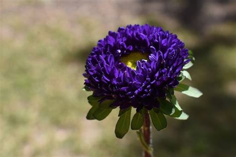 Aster Flower Meaning And Symbolism Mythology UniGuide