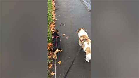 Dog Walking Youtube