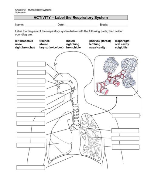 Anatomy And Physiology Labeling Quiz