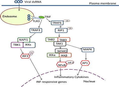 Toll Like Receptor 3 And Viral Infections Of Nervous System Journal