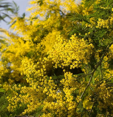 Мимоза садовая (65 фото)