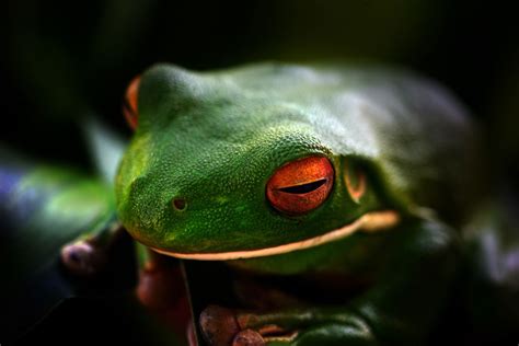 White Lipped Green Tree Frog Green Tree Frog Green Trees White