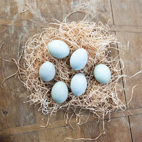 6 Araucana L/F Hatching Eggs — Higher Oak Farm