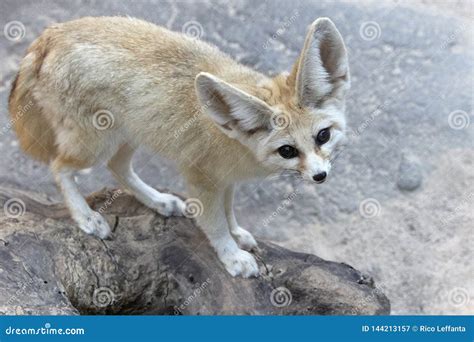 Fennec Fox Stock Image Image Of Large Carnivore Desert 144213157