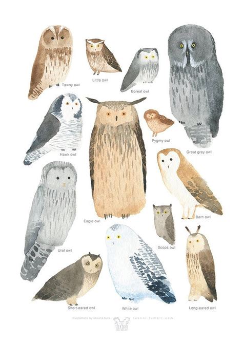 Owls A3 Print Watercolor Poster Owl Poster Owl Print Owl Art Etsy