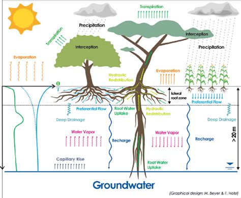 1 Conceptual Illustration Of Water Transport Processes In The