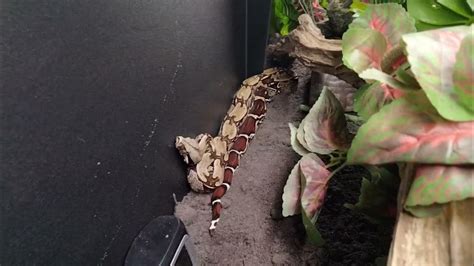 Two Brand New Red Tail Boa Enclosures Youtube