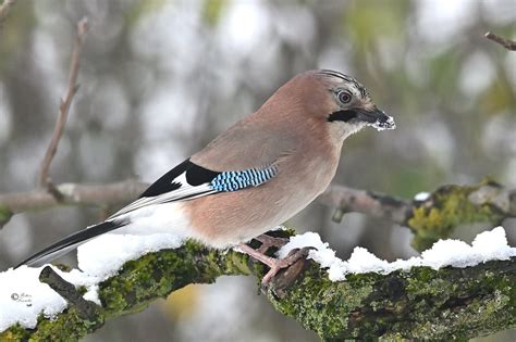 Eichelhäher P01 Eichelhäher Garrulus glandarius c Pe