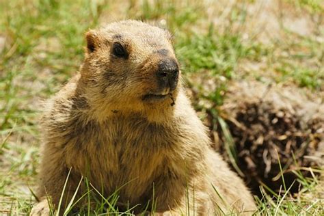 2+ Free Himalayan Marmot & Groundhog Images - Pixabay