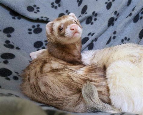 Ferret Colors and Patterns – Holistic Ferret Forum