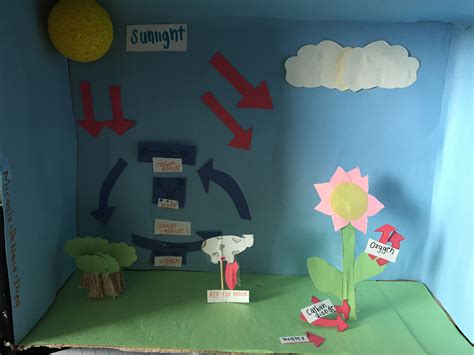 Cellular Respiration In Plants Experiment