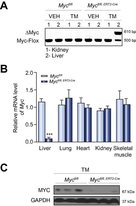 Role Of Myc In Hepatocellular Proliferation And Hepatocarcinogenesis