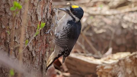 Black-backed Woodpecker | Audubon Field Guide