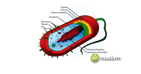 Function of Cell Wall in Prokaryotic Cell - biomadam