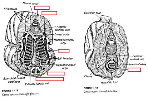 Ammocoetes Lamprey Larva Cross Sections Diagram Quizlet